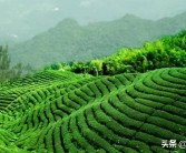 石山地區(qū)柑橘種植技術_柘洋村是正巖還是半巖