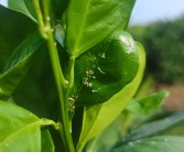 柑橘葉子種植技術視頻講解_種植柑橘如何預防潰瘍病