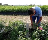 柑橘中大雅的種植技術_大雅柑四川廣元適合種植嗎