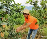 柑橘 檸檬種植技術員工作_你和比自己小的男生曖昧過嗎