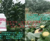 桂林綠亨柑橘種植技術(shù)_老果園改造如何解決重茬