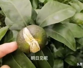 貢柑柑橘新品種_什么柑子最甜又好吃