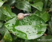 柑橘防治樹(shù)上的蝸牛病蟲(chóng)害_打了蠟的水果還能吃嗎