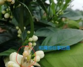 柑橘病蟲害保花保果技術(shù)_奇寶920在柑橘保果上效果如何