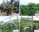 云浮柑橘種植技術(shù)要點簡介_佛手檸檬是什么東西