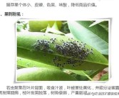 柑橘病蟲害圖譜與用什么藥_柑橘園太陽(yáng)果裂果高發(fā)