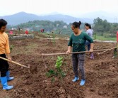 柑橘果園生草種植技術(shù)_果園怎么用有機肥