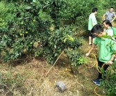 柑橘水肥一體化種植技術(shù)_石門柑橘種植技術(shù)