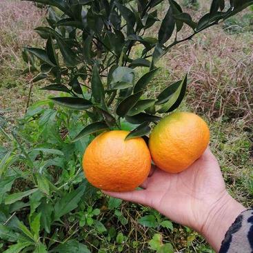 柑橘打套袋藥幾小時下雨影響藥效（柑橘套袋前后的技術管理）