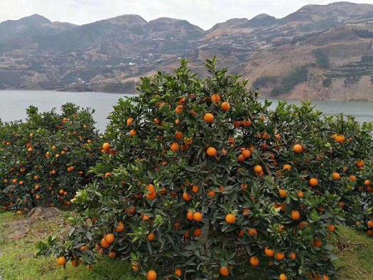 鬃獅蜥柑橘紅系哪個(gè)好（鬃獅蜥蜴柑橘苗怎么選擇）