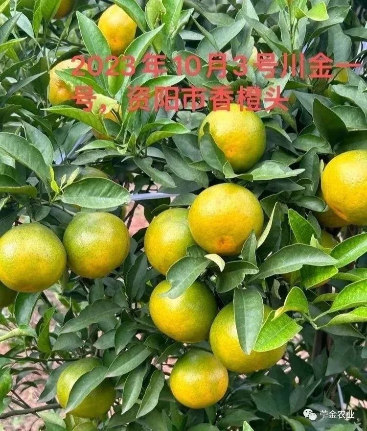 明日見(jiàn)柑橘好不好種植呀視頻（明日見(jiàn)柑橘種植前景）