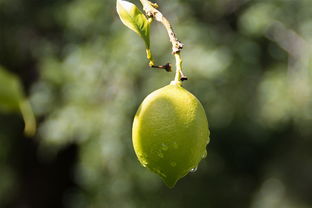 沃柑樹(shù)長(zhǎng)什么樣子圖片（沃柑樹(shù)形圖片）