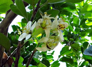 柑橘苗圃嫁接技術(shù)視頻講解圖（柑橘嫁接苗管理技術(shù)）