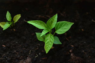 柑橘種植技術及收種（柑橘種植技術規(guī)程）