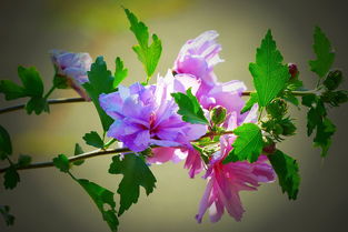 柑橘修剪技術(shù)剪芽時間（柑橘修剪技術(shù)剪芽時間是多少）