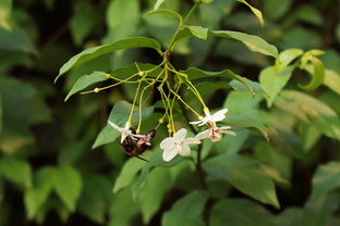 脆蜜金柑適合廣東種植嗎（脆蜜金柑適合廣東種植嗎）