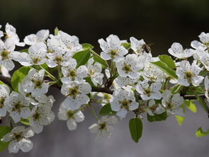 大柑橘樹種植技術(shù)視頻（大柑橘樹種植技術(shù)視頻教學(xué)）