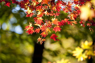 柑橘紅蜘蛛病害圖片及防治措施視頻（柑橘樹(shù)上的紅蜘蛛什么時(shí)候打藥最有效）