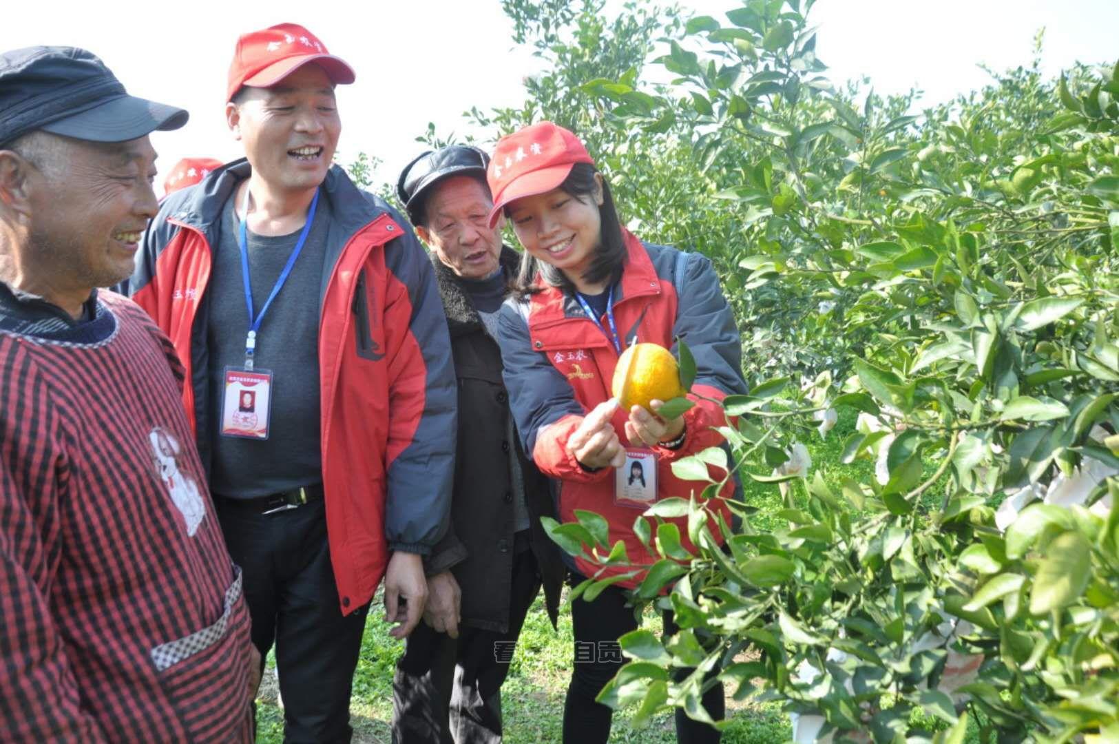 柑橘新品種不雅摩培訓(xùn)會新聞_有哪些能夠進(jìn)步生活品量的小物件