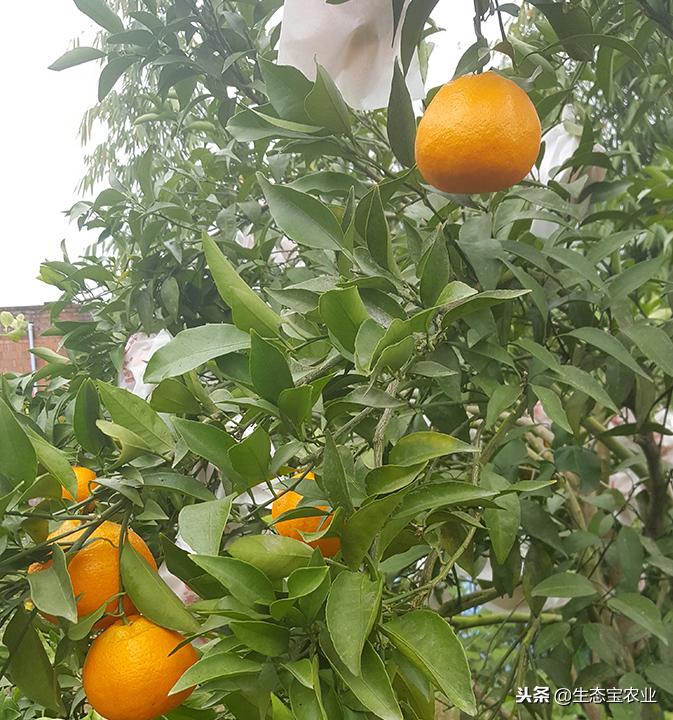 春見(jiàn)耙耙柑幾月開(kāi)花是什么原因_四川綿陽(yáng)合適種植什么果樹(shù)