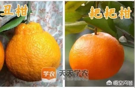 愛媛橘子圖片大全大圖高清壁紙豎屏下載_愛媛68號柑橘品種介紹