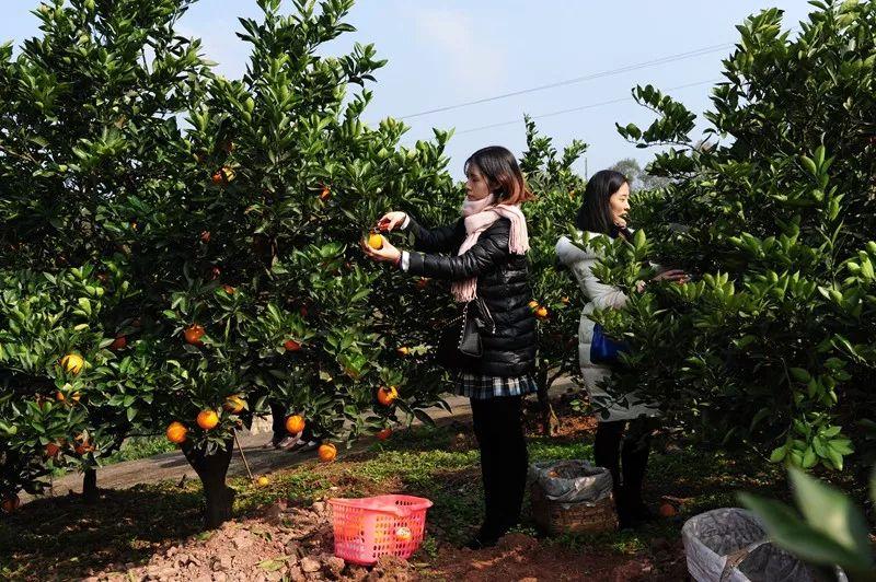 江津柑子哪里更好吃_夏橙什么品種更好