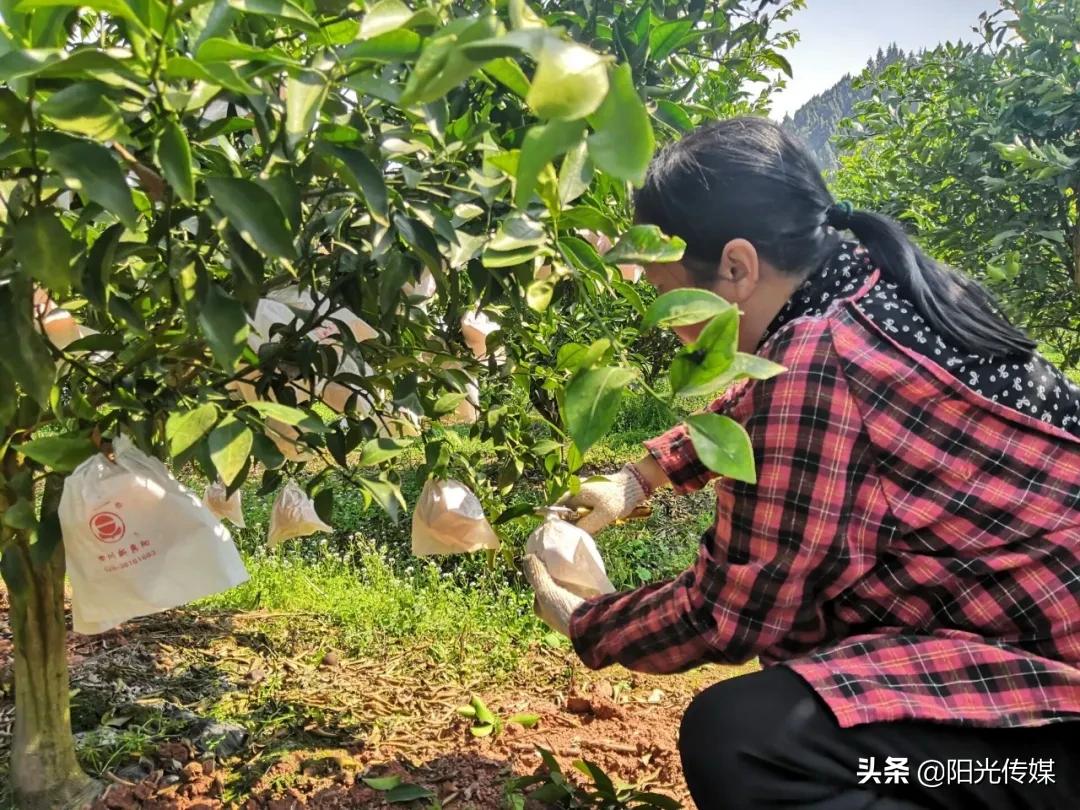 北京新品種柑橘樹苗基地_桔子水晶酒店是哪個集團(tuán)的