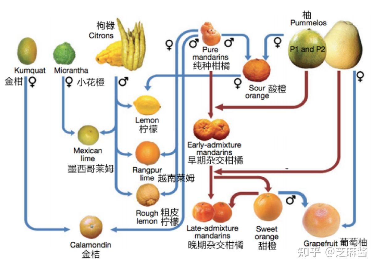 比粑粑柑還好的柑橘品種有哪些呢英語怎么說讀_橘子味什么意思